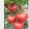 西红柿苗价格-大量出售西红柿苗