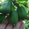 软枣猕猴桃苗种植_优良的软枣猕猴桃苗出售