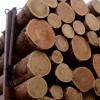 兰州木材哪家好-兰州地区销量好的木材