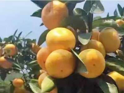 柑橘_想要易种植的东江湖蜜桔就来秀流柑桔专业合作社