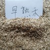 青州早熟禾-供应山东成活率高的早熟禾