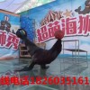徐州可信赖的海狮表演公司-信誉好的海狮表演