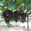 夏黑葡萄苗盆栽-想买品种好的夏黑葡萄苗上哪
