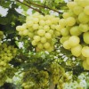 沂南葡萄采摘-想要可靠的葡萄采摘就找盛世庄园家庭农场