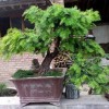 黑格斯红豆杉盆栽-陕西天行健生物专业供应红豆杉盆景