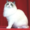 性价比高的布偶猫-上海乂彦宠物用品提供实惠的布偶猫