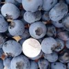 吉林新鲜蓝莓-哪里有供应超值的新鲜蓝莓