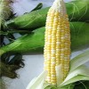 热门新鲜玉米-新鲜玉米时时更新批发价格