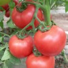 求购番茄苗-购买番茄种苗就选康美农业
