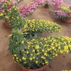 安徽菊花苗|价格实惠的菊花造型就在秀新花卉园艺