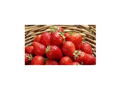 草莓鲜果厂家-知名的草莓鲜果供应商-芸丰草莓苗繁育基地
