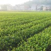 新疆攸县油茶-超值的两年生轻基质杯苗优选鑫林苗圃