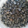 包头花蛤-东港勇猛水产食品-实力强的花蛤供货厂家