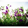 丹东紫花苜蓿-物超所值的紫花苜蓿沈阳边坡绿化供应