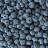 蓝莓批发哪家好-划算的蓝莓辽宁蓝沃农业科技供应