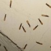 潼南灭白蚁公司收费-惠乐施环保科技专业提供灭白蚁