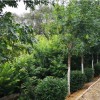 锦州苗木价格-在哪能买到品质好的苗木