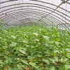 青州蔬菜大棚_高质量的蔬菜温室大棚搭建就在富尔农业科技