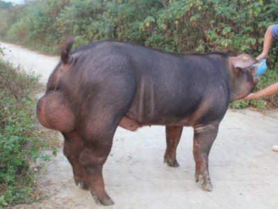 纯种杜洛克公猪-潍坊优惠的杜洛克种猪供应
