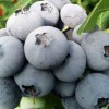 高端蓝莓品牌-辽宁哪里供应的高端蓝莓价格实惠
