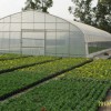 宁德果树育苗-福建实用的玻璃智能温室大棚