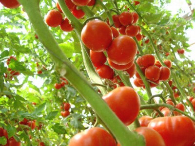 樱桃番茄种子+小番茄种子【宇丰】批发商，批发价格