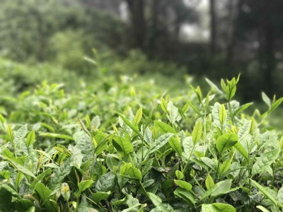 中国名茶代理-口碑好的天然有机茶批发价格