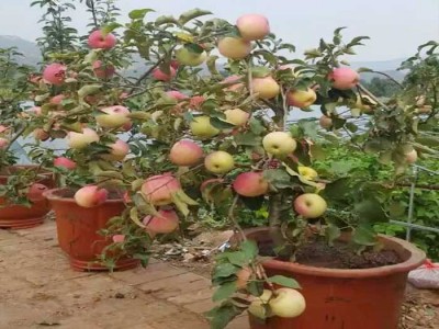 新疆价格合理的苹果盆景哪家好-专业的苹果盆景供应商推荐