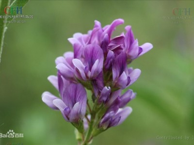 紫花苜蓿供应|为您推荐销量好的紫花苜蓿