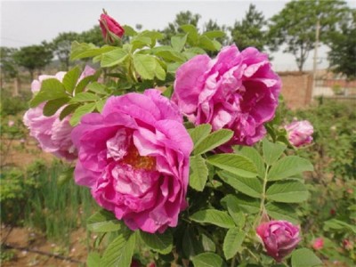 四季玫瑰-划算的四季玫瑰潍坊哪里有