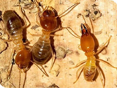 晋江内坑白蚁防治-嘉信白蚂蚁防治可信赖的白蚁防治推荐