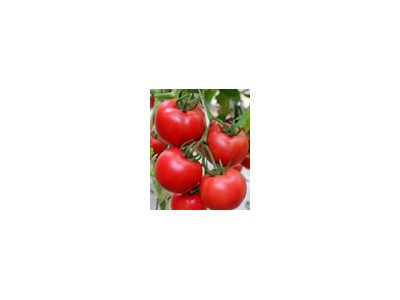 热门西红柿种子-夏秋36时时更新批发价格