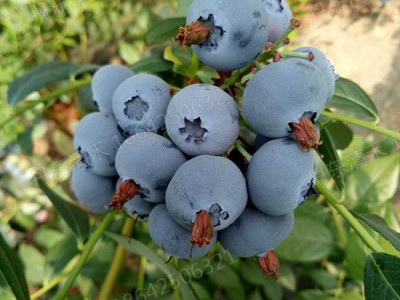 蓝莓苗哪家好-划算的蓝莓苗优选丹东清禾农林公司