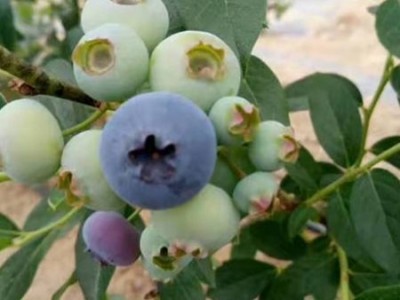辽宁新鲜蓝莓-辽宁划算的新鲜蓝莓供应