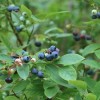黔南莱克西蓝莓苗-要买莱格西蓝莓苗就到丹东华彩苗木
