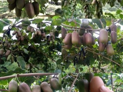 南通软枣猕猴桃繁育基地_品种好的软枣猕猴桃繁育基地出售