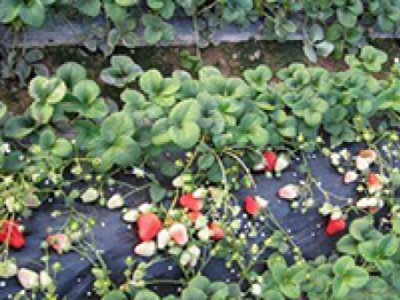 贵州草莓苗哪家好-品种好的草莓苗哪里买