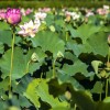 盆栽观赏荷花图片哪里找-专业的观赏荷花就在郑州花满溪园艺场
