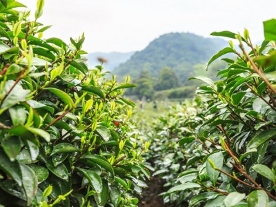 峨眉有机茶批发厂代理加盟|供应成都热卖天然有机茶