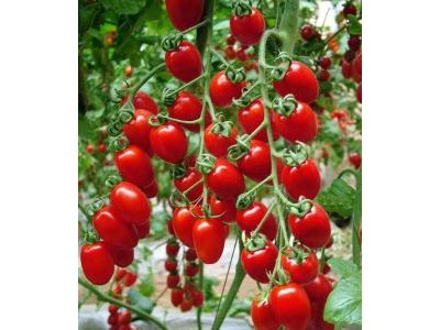 河北红豆西红柿价格|山东品种好的红豆西红柿供应
