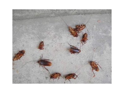 灭蟑螂公司-重庆哪里有提供重庆灭蟑螂