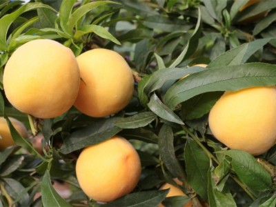 黄金桃批发价格-有品质的黄金桃苗出售