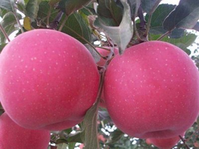 红肉苹果苗繁育基地-苹果苗专业供应商