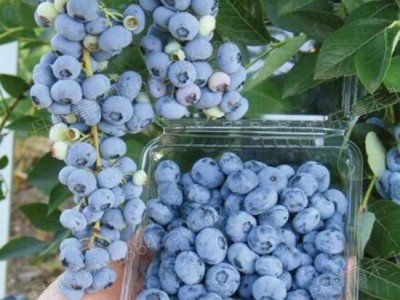 甘肃自由蓝莓苗-质量好的自由蓝莓苗出售