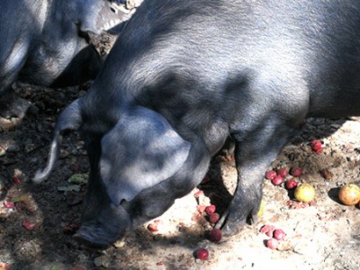 香港散养黑猪多少钱，铁岭优惠的散养黑猪供应