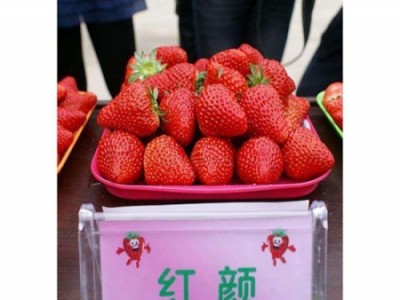 红颜草莓苗厂家-供应辽宁物超所值的红颜草莓苗