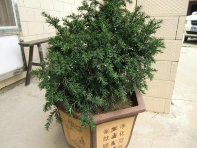 宝鸡红豆杉盆栽价格-质量好的红豆杉盆景推荐