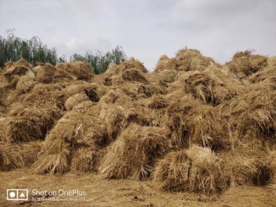 银川固沙稻草供应商-宁夏德琴农业价格实惠的宁夏固沙稻草供应