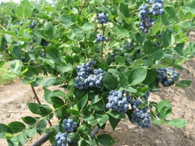 齐齐哈尔珠宝蓝莓苗-珠宝蓝莓苗多少钱一株