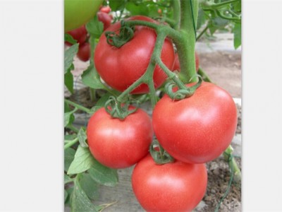 西红柿种苗-西红柿苗哪里有卖